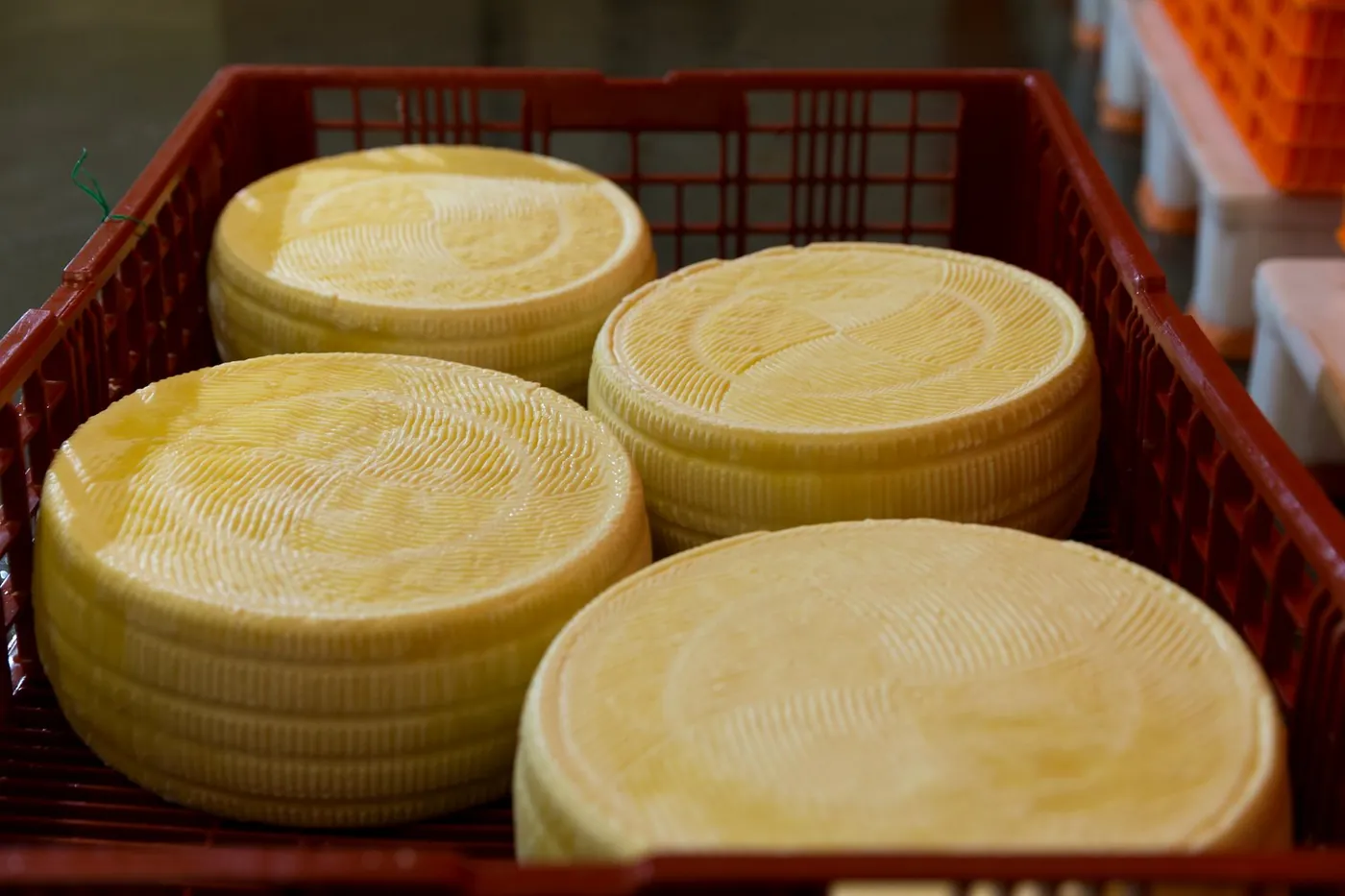 Affinage des fromages